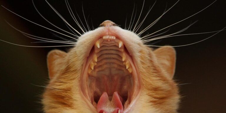 Dentición y Dietas de los Animales: Una Perspectiva Evolutiva