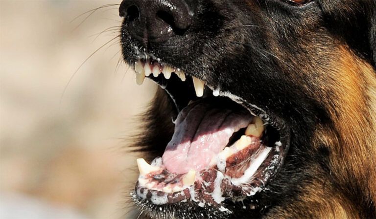 La Rabia en los Animales: Causas y Transmisión