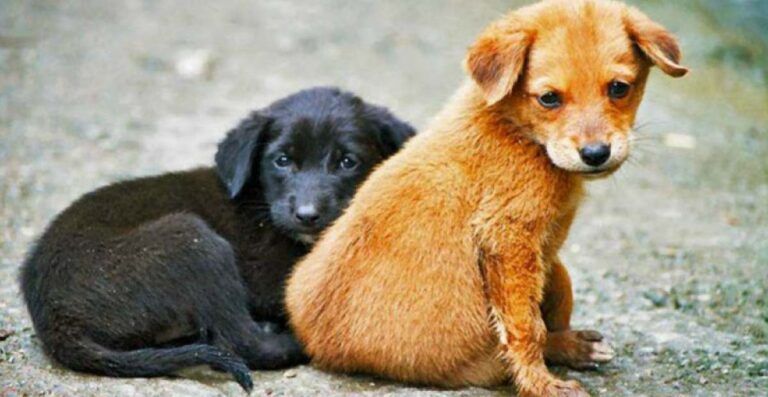 CDMX: Proponen castigar con hasta 3 años de prisión el abandono de mascotas