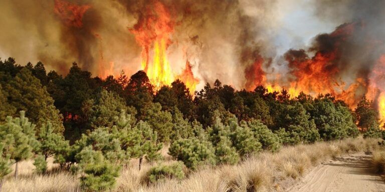 Incendios devastan más de 38 mil hectáreas, informa Protección Civil