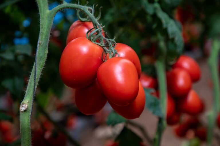 Buscará México diálogo con EU para evitar aranceles al tomate: Berdegué