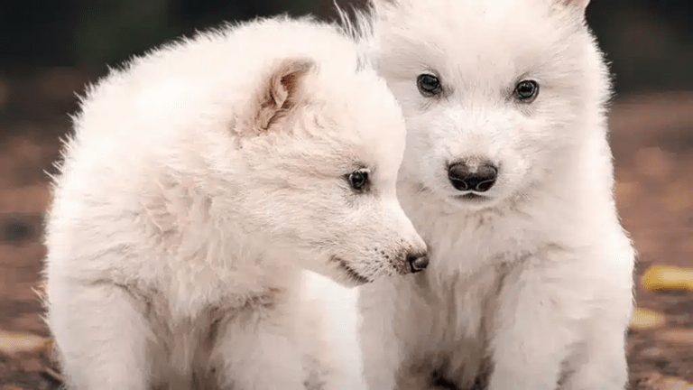 Vuelve a la vida el lobo «terrible»