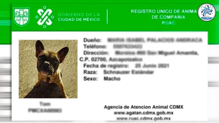 CDMX impulsa el bienestar animal con la CURP para mascotas
