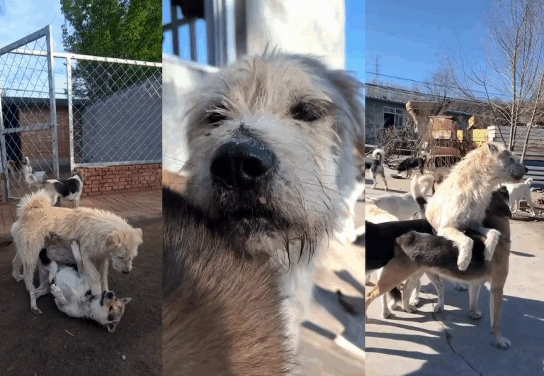 Rey Carlos, el perro que impone paz sin ladrar y conquista millones en redes sociales