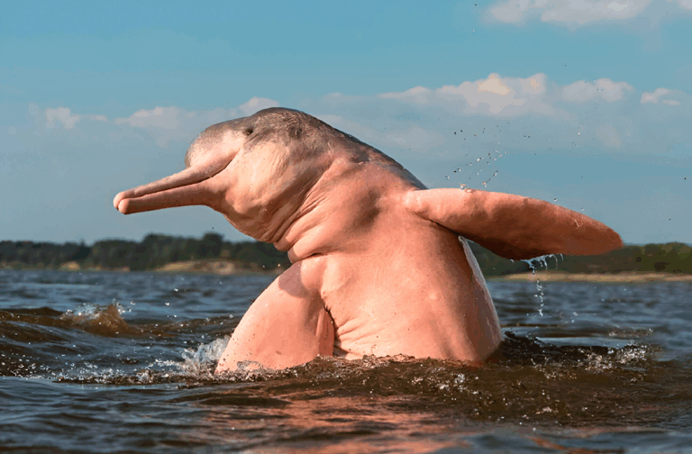 Los Delfines de Agua Dulce, Protectores Ocultos de los Ríos