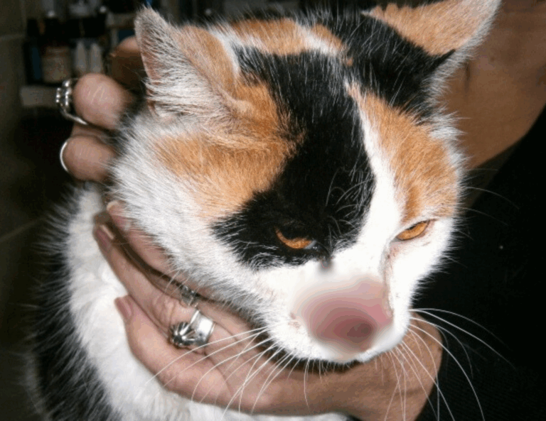 Carcinoma Mixto de Células Escamosas en Gatos
