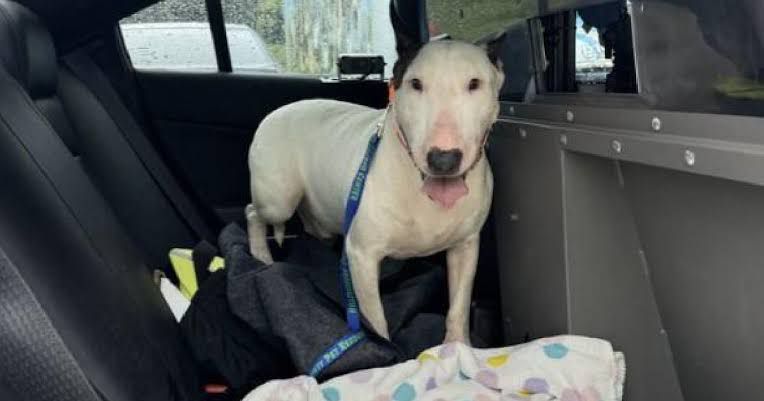 Florida endurece castigos por maltrato animal durante huracanes