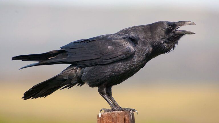 Cuervos: Las aves que inspiran temor y fascinación