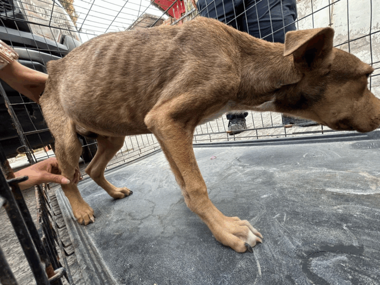 Rescatan a cinco perritos en estado crítico en Tula de Allende