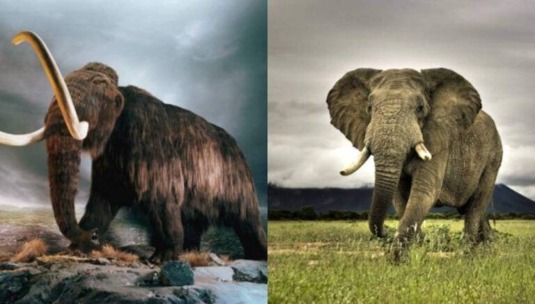 La historia evolutiva de los elefantes y sus antiguos parientes
