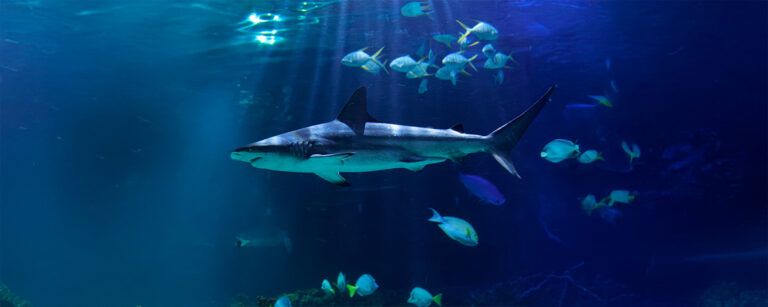 🦈 Acuario Inbursa presenta “Tiburones: los reyes del mar”, una exposición inmersiva en CDMX
