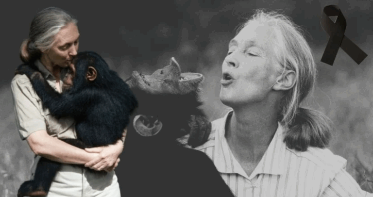 Muere Jane Goodall a los 91 años: la científica que cambió para siempre la forma de entender la naturaleza