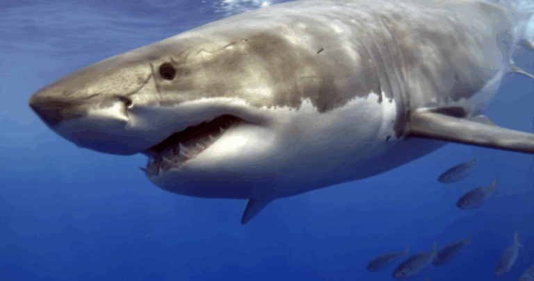 Ataque de tiburón en Australia deja una turista muerta y un herido en Crowdy Bay