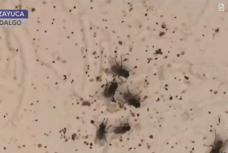 Plaga de moscas desata crisis sanitaria en Tizayuca; más de 1,600 viviendas afectadas